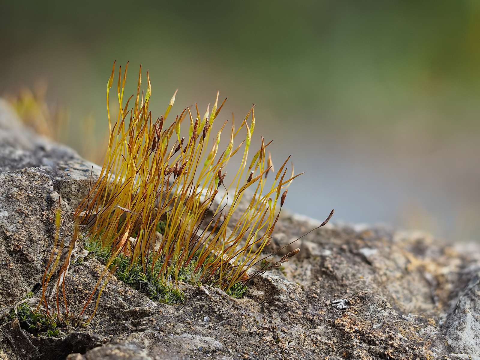 2015-03-01_Moosspooren_Stack-39-Frames_H