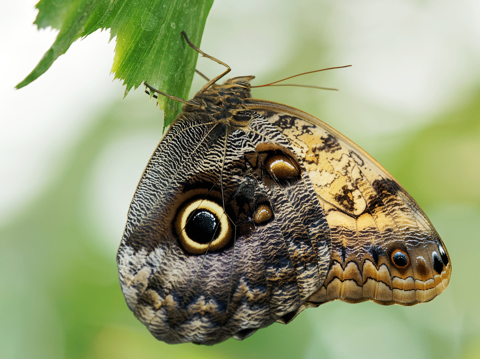 M5100031_DxO_2016-11-10_Schmetterlingsha