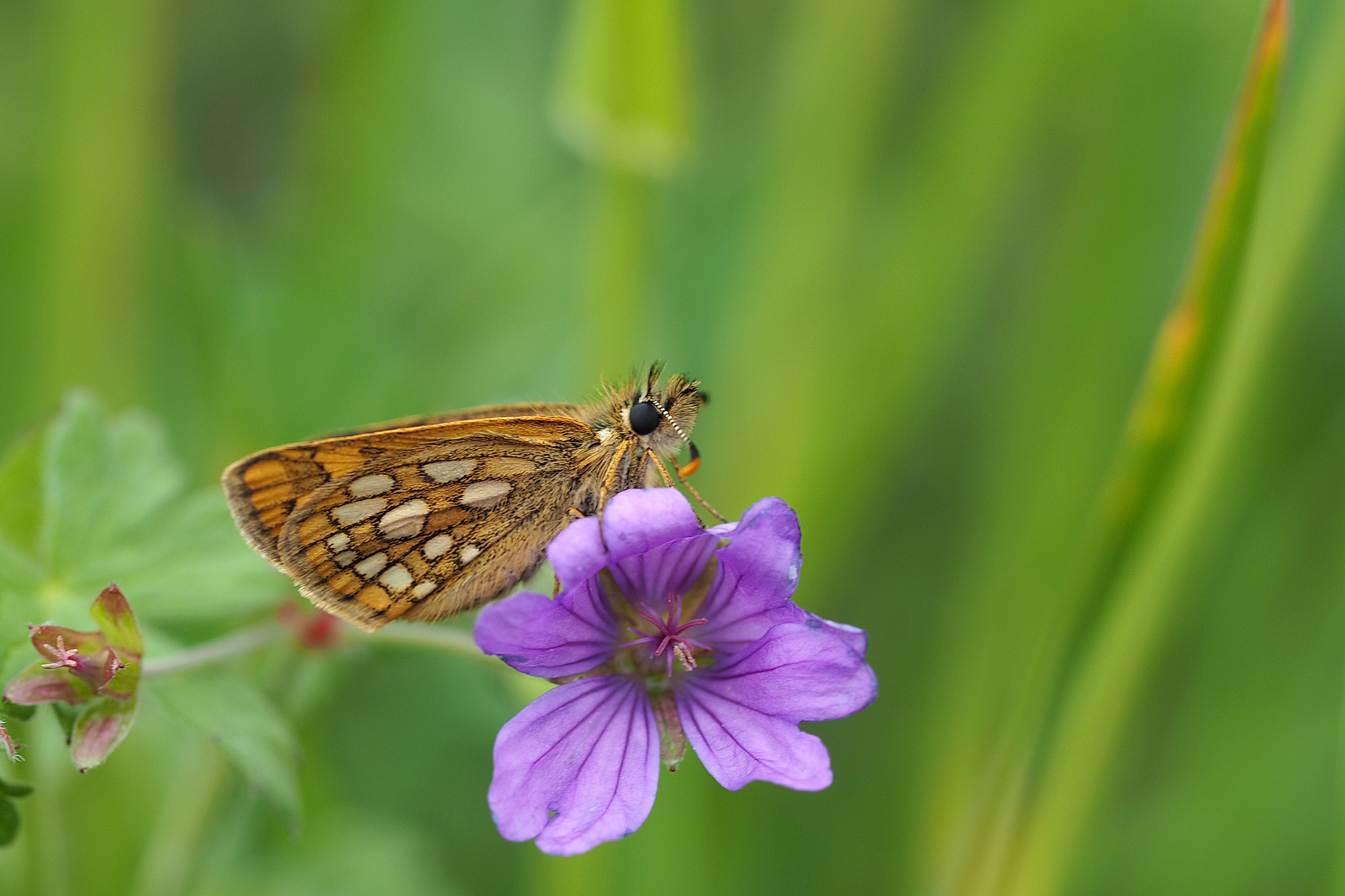 M5130615_2016-05-13_Gelbw%C3%BCrfelige-D