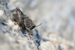 Filename=2015-08-23_Dornschrecke_Freihand-Stack-7-Bilder.jpg
Filesize=441KB
Dimensions=1200x800
Date added=Nov 15, 2015 2015-08-23_Dornschrecke_Freihand-Stack-7-Bilder.jpg