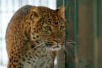 Amur-Leopard.JPG