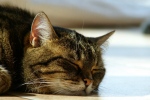 Filename=Cleo-130.jpg
Filesize=129KB
Dimensions=1000x667
Date added=Sep 09, 2007 Cleo-130.jpg