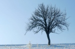 Filename=DSC02455ausRAW_Baum.jpg
Filesize=294KB
Dimensions=1000x666
Date added=Dec 27, 2007 DSC02455ausRAW_Baum.jpg