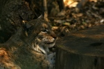 DSC04339_01-04-08_Euro-Luchs.JPG