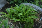 Filename=DSC04795_Hosta_Schmales-Blatt.JPG
Filesize=237KB
Dimensions=1000x667
Date added=May 07, 2008 DSC04795_Hosta_Schmales-Blatt.JPG