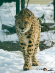 Gepard-frontal2-260-1.JPG