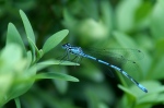 Filename=Hufeisen-Azurjungfer_(Coenagrion_puella).jpg
Filesize=223KB
Dimensions=1000x666
Date added=Sep 09, 2007 Hufeisen-Azurjungfer_(Coenagrion_puella).jpg