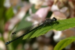 Filename=Hufeisen-Azurjungfer_(Weibchen)-(Coenagrion_puella)-2.jpg
Filesize=236KB
Dimensions=1000x667
Date added=Sep 09, 2007 Hufeisen-Azurjungfer_(Weibchen)-(Coenagrion_puella)-2.jpg