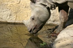 IQ3M3469_TG_Schoenbrunn_Rhino.JPG