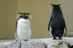 IQ3M3688_TG_Schoenbrunn_Pinguin.JPG