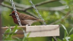M1150476_2016-05-15_Cassin-Gimpel_Carpodacus-cassinii.JPG