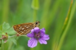 Filename=M5130615_2016-05-13_Gelbwürfelige-Dickkopffalter_Carterocephalus-palaemon.JPG
Filesize=856KB
Dimensions=1600x1066
Date added=May 13, 2016 M5130615_2016-05-13_Gelbwürfelige-Dickkopffalter_Carterocephalus-palaemon.JPG