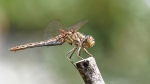 Filename=M5281583_2015-08-28_Gemeine-Heidelibelle_16-9.jpg
Filesize=284KB
Dimensions=1200x675
Date added=Nov 15, 2015 M5281583_2015-08-28_Gemeine-Heidelibelle_16-9.jpg