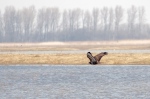 Filename=P3190133_DxO_2015-03-19_NP-Neusiedlersee_Bussard_SF.jpg
Filesize=498KB
Dimensions=1280x853
Date added=May 09, 2017 P3190133_DxO_2015-03-19_NP-Neusiedlersee_Bussard_SF.jpg