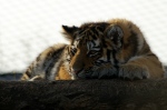 PICT3481_Tiger.jpg