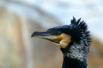 Filename=PICT9139_Kormoran.jpg
Filesize=237KB
Dimensions=1000x666
Date added=Sep 10, 2007 PICT9139_Kormoran.jpg