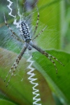 p1100146_2012_08_01_wespenspinne_argiope_bruennichi_f16_grosser_abm_443.jpg